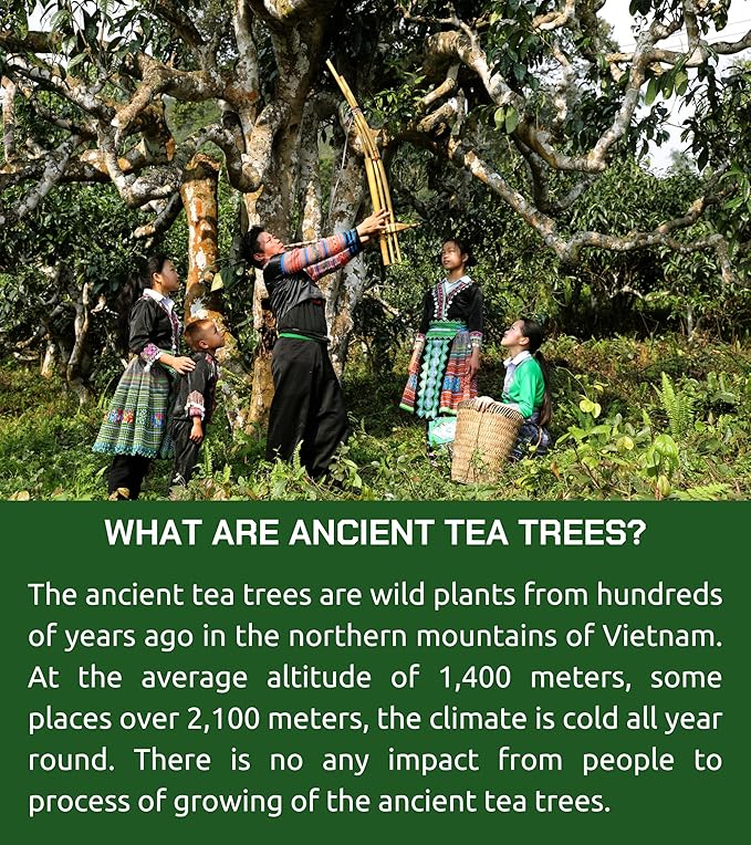 VIXI Green Tea Bags, 100 Counts, Vietnam's Mountain Tea, Antioxidant, Caffeinated, Tagless, Plastic Free, Balanced Flavored, 100% Natural for Hot, Iced and Cold Brew